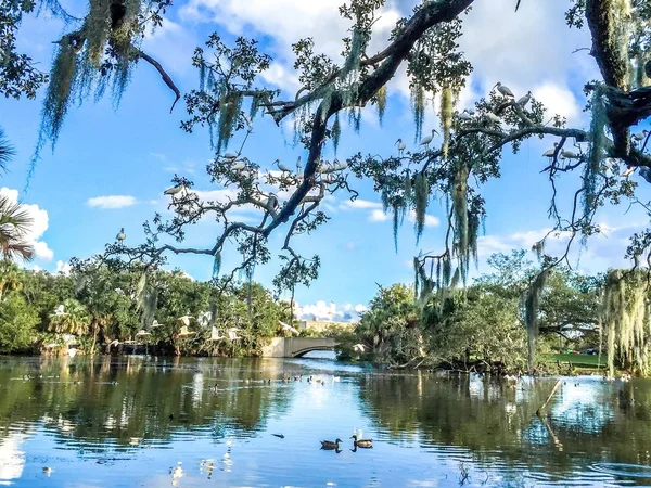 Paisagem Pantanosa Com Pássaros Brancos Árvores Lago — Fotografia de Stock