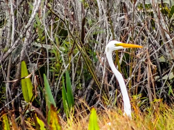 Garza Blanca Esconde Hierba Alta Pantano —  Fotos de Stock