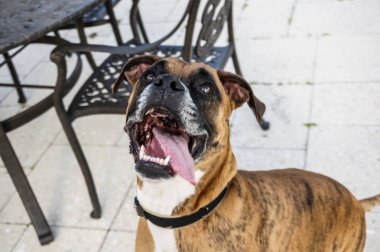 Boxer köpek dili sopa ve prances