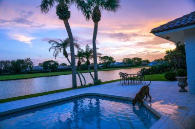 boxer köpek serinletici bir alarak yüzme havuzundan günbatımında içki.