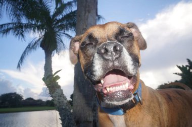 Boxer köpek mutlu yüz kameraya yapar.