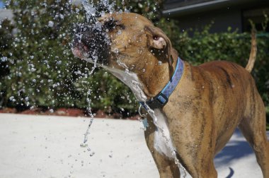 Köpek içme suyu sıcak yaz gününde