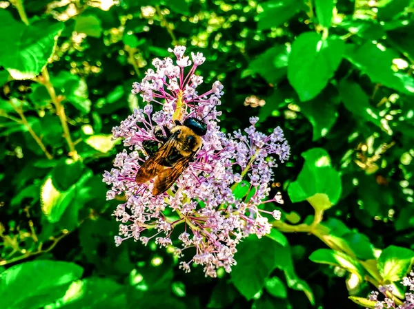 eastern carpenter bee pollinating a purple flower