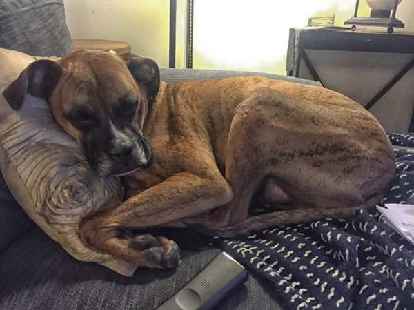 Verwöhnter Gestromter Boxerhund Schläft Auf Kissen Auf Der Couch — Stockfoto