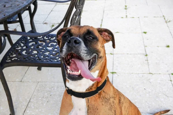 Ευτυχισμένος Σκύλος Κολλά Έξω Γλώσσα Και Φαίνεται Στην Κάμερα — Φωτογραφία Αρχείου