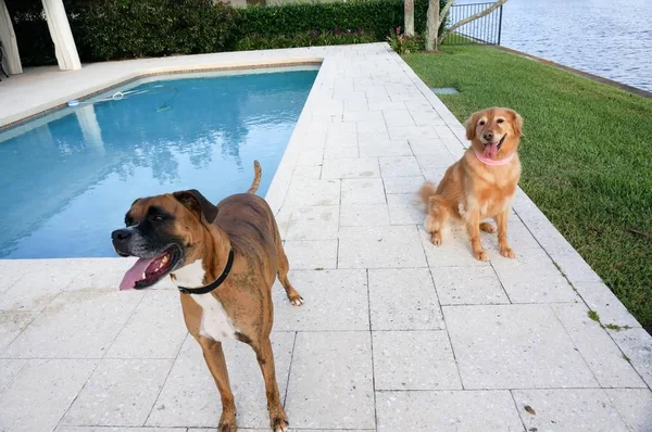 Deux Chiens Assis Côté Piscine — Photo