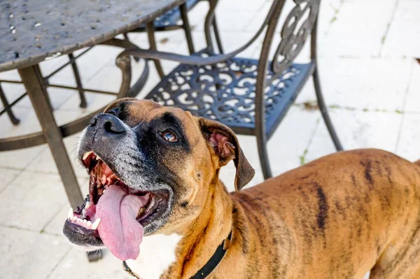 Ευτυχισμένος Σκύλος Που Κολλά Έξω Γλώσσα Και Prances — Φωτογραφία Αρχείου