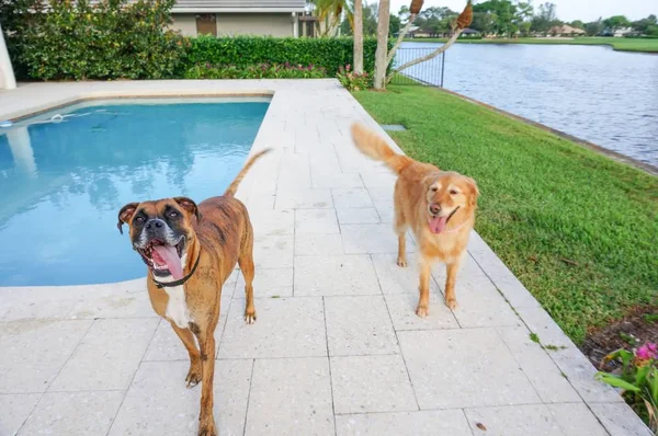 Boxerhund Streckt Zunge Aus Und Tänzelt — Stockfoto