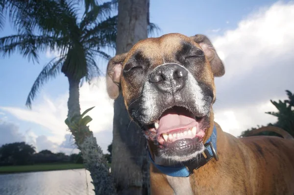 Boxer köpek mutlu yüz kameraya yapar.