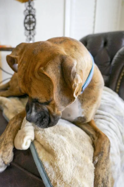 Bir Kemik Bir Kanepede Döşenmesi Sırasında Çiğneme Köpek — Stok fotoğraf