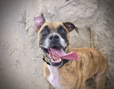 köpek sahilde saçma bir yüz yapar