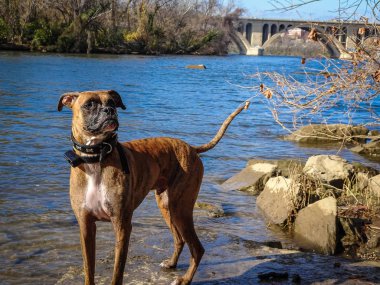 dog standing in the river during a brisk winter day clipart