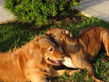 köpek içinde belgili tanımlık yarda günbatımında güreş