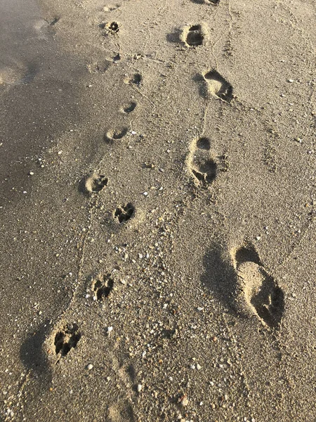 Människa Och Hund Fotspår Sanden Stranden — Stockfoto