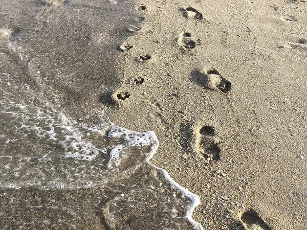 human and dog footprints in the sand on the beach