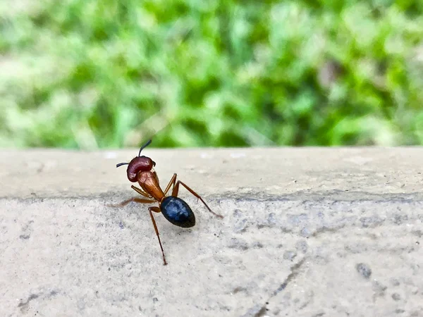 Grande Fourmi Charpentier Floride Camponotus Floridanus — Photo