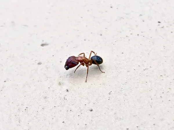 Grande Formiga Carpinteiro Florida Camponotus Floridanus — Fotografia de Stock