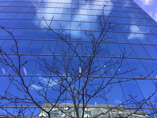 Árbol Reflejándose Edificio Vidrio —  Fotos de Stock