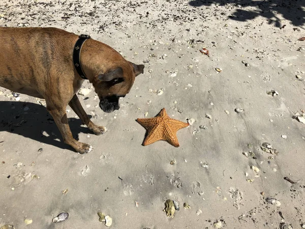 Cão Brinca Com Uma Estrela Mar Praia — Fotografia de Stock