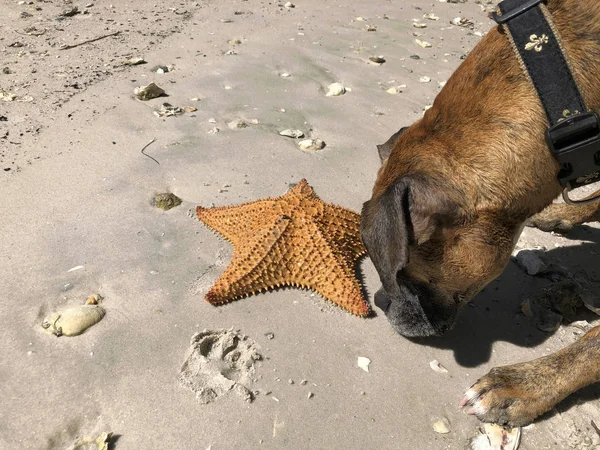 köpek denizyıldızı, Florida sahilinde burnunu çekmek
