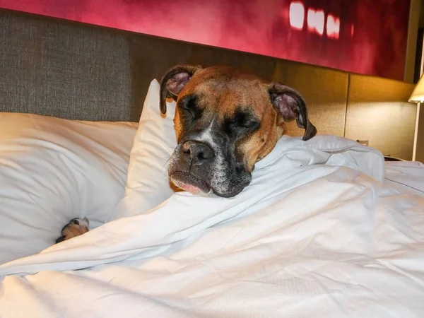 Huysuz Brindle Boksör Bir Nap Yatakta Alır — Stok fotoğraf