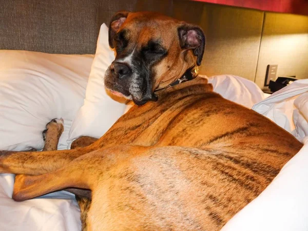 cranky brindle boxer takes a nap in bed