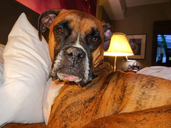 Cane Chiude Gli Occhi Mentre Posa Letto — Foto Stock