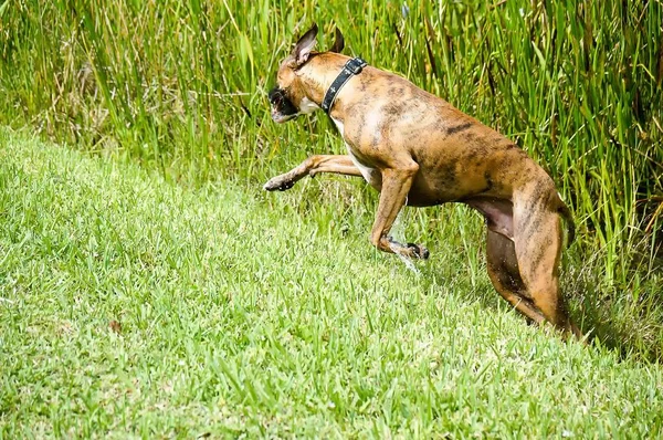 Jagdhund Jagt Beute Sumpf — Stockfoto