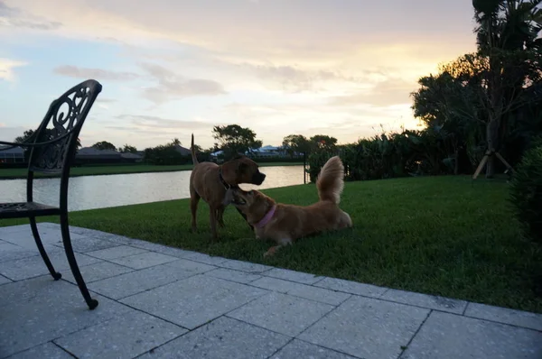 Hunde Ringen Bei Sonnenuntergang Hof — Stockfoto