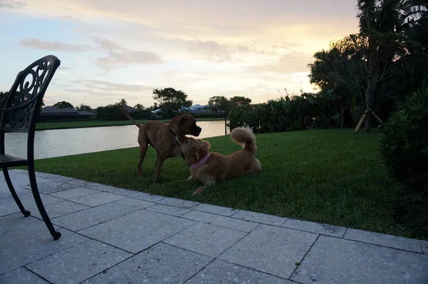 Hunde Ringen Bei Sonnenuntergang Hof — Stockfoto