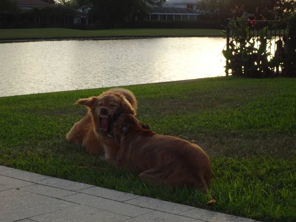 Chiens Luttant Dans Cour Coucher Soleil — Photo