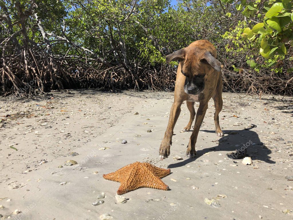Dog plays with a starfish on the beach