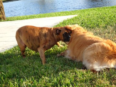 köpek içinde belgili tanımlık yarda günbatımında güreş