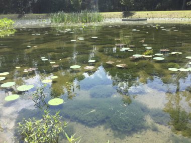 Ochlockonee nehir yaban hayatı yönetimi alanı