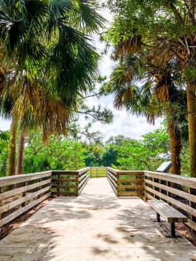 ağaç bataklık kapalı yolundaki gölge bir sıcak yaz gününde yapar.