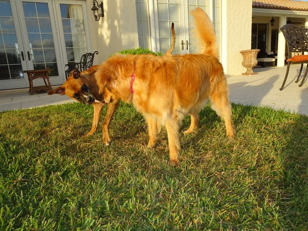 köpek içinde belgili tanımlık yarda günbatımında güreş