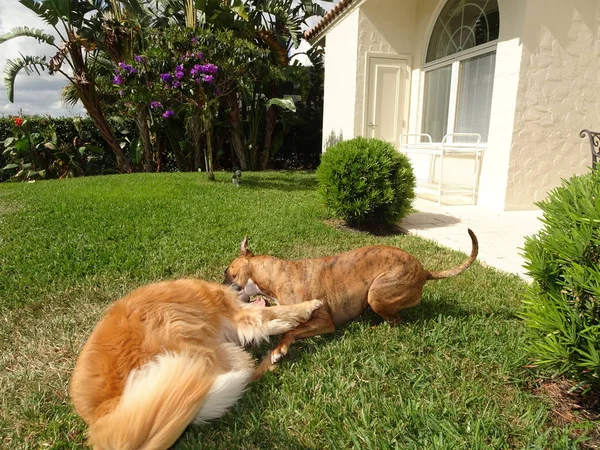 Chiens Luttant Dans Cour Coucher Soleil — Photo