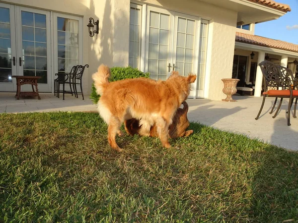 köpek içinde belgili tanımlık yarda günbatımında güreş