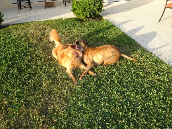 Собаки Борються Дворі Заході Сонця — стокове фото