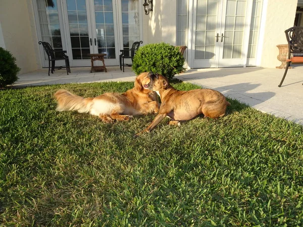 Hunde Ringen Bei Sonnenuntergang Hof — Stockfoto