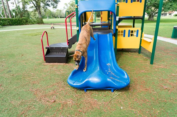 Bobo Boxer Cão Desfrutando Playground Dia Outono — Fotografia de Stock