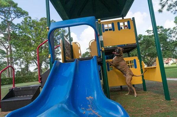 silly boxer dog enjoying the playground on a fall day