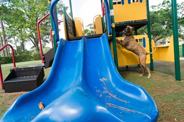 silly boxer dog enjoying the playground on a fall day