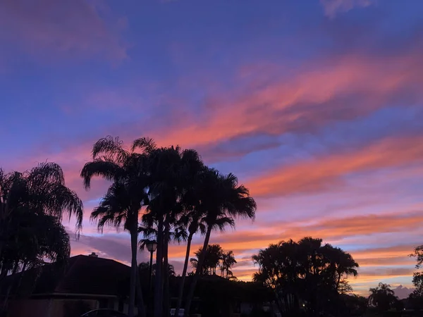 Palmen Und Sonnenuntergang — Stockfoto