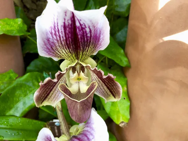 Orquídea Exótica Jardín — Foto de Stock