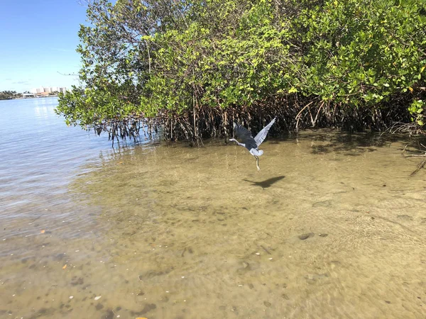 bird flying in the mangroves of Florida