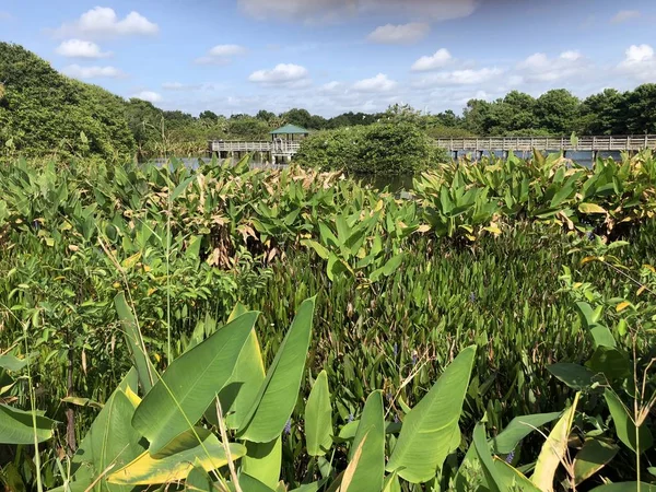 swamp lily and reeds in the marsh