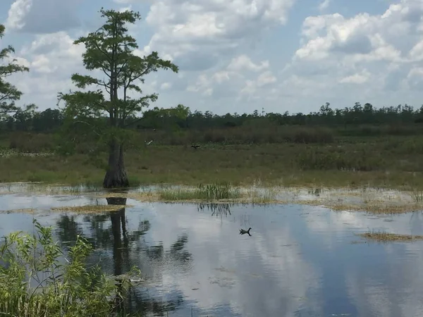 Calm Day Cloudy Swamp — Stock Photo, Image