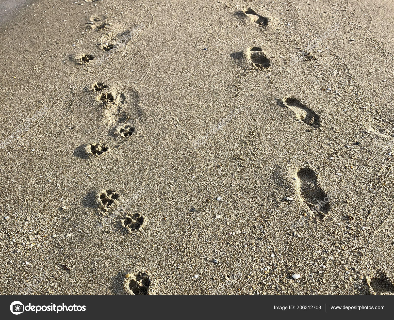 Pictures: human dog | Human Dog Footprints Sand Beach — Stock Photo ...
