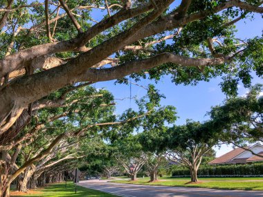 Banyan ağacı sandıklar ve kertenkele Güney Florida